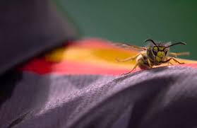 The Ally Pally Wasp: Fact and Folklore